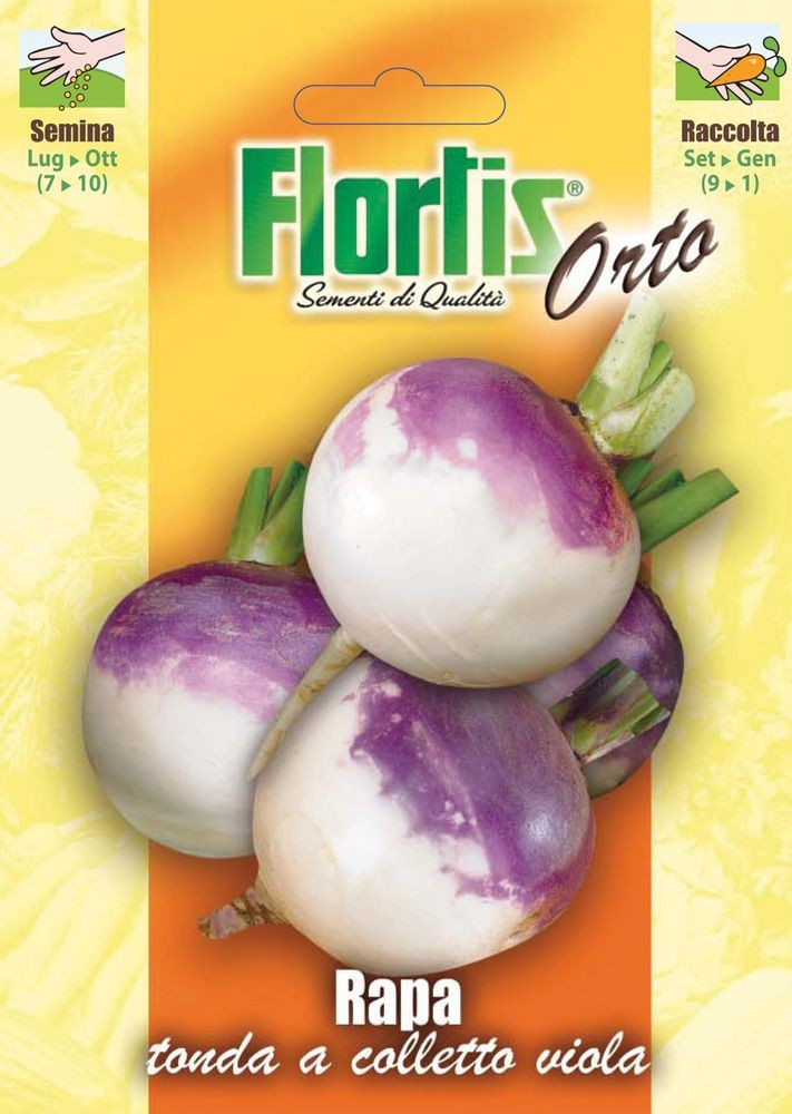 Speiserübe A Colletto Viola
