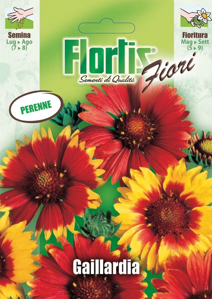 Kokardenblume