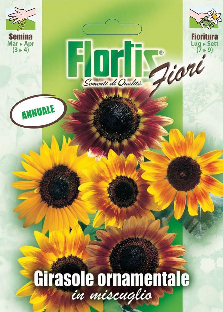 Große Sonnenblume Mischung