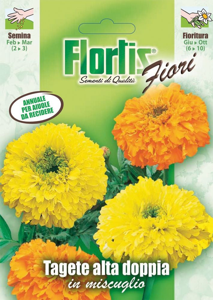 Doppelte Studentenblume Große Mischung