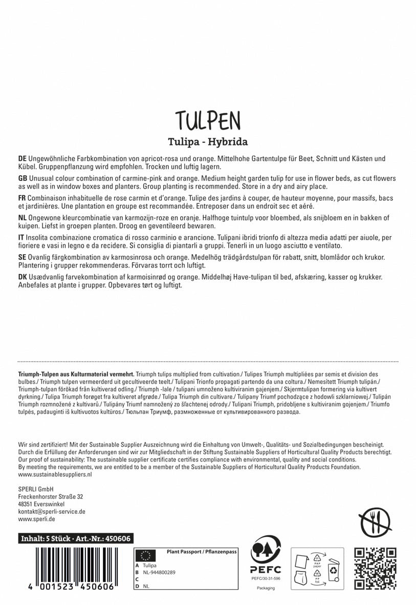 Tulpe Jimmy (5 Stück)
