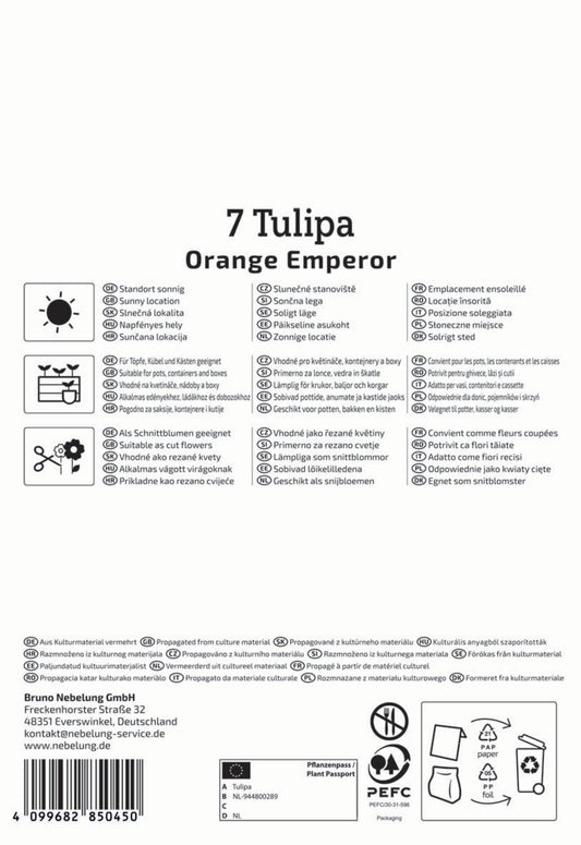 Fosteriana-Tulpe Orange Emperor (7 Stück)