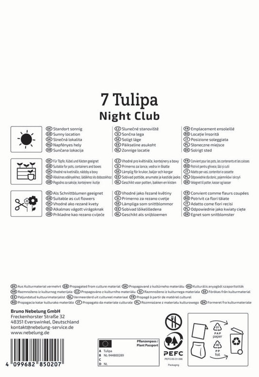 Mehrblütige Tulpe Night Club (7 Stück)