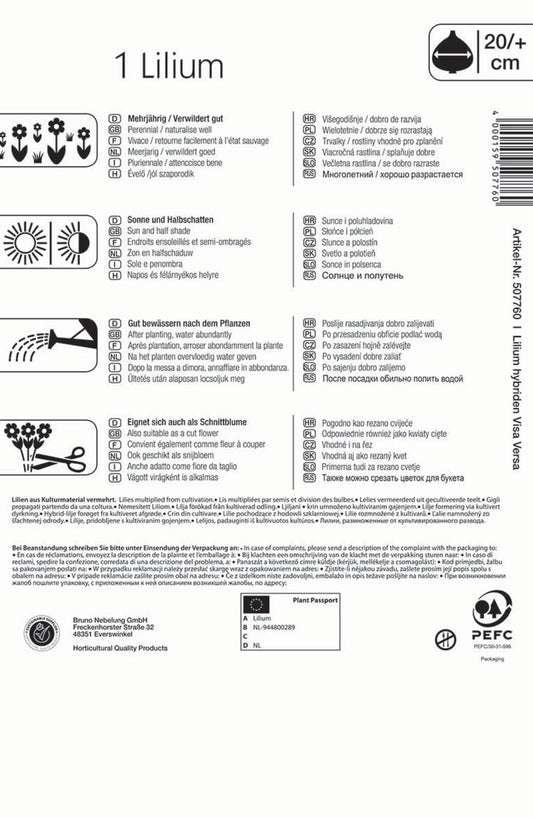 Baumlilie Visa Versa (1 Stück)