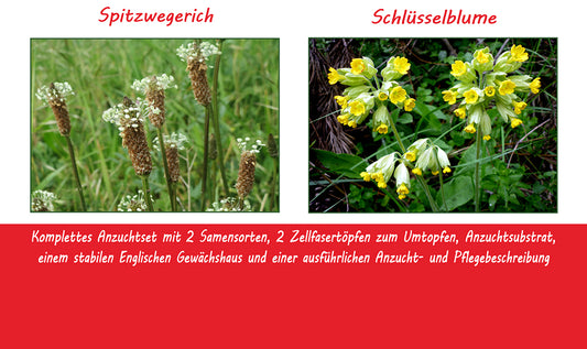 Anzuchtset Ich Pfeife Auf Die Erkältung