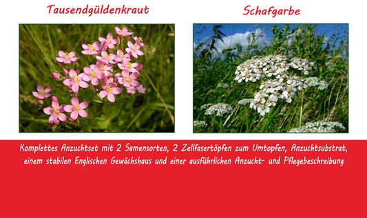 Anzuchtset Ich Habe Was Gegen Magengrummeln