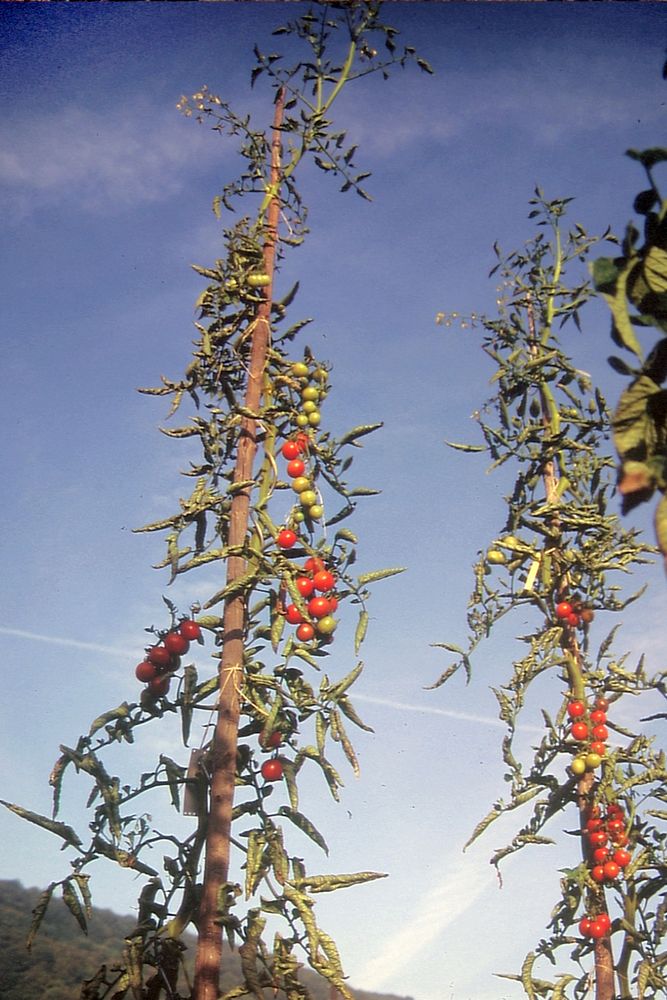 BIO Cocktailtomate Cerise Rot
