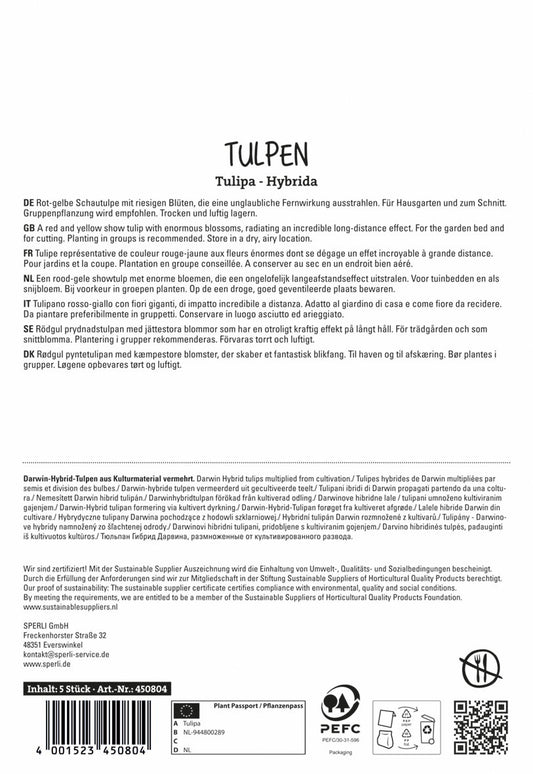 Tulpe Banja Luka (5 Stück)