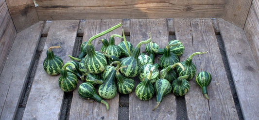 Zierkürbis Dancing Or Spinning Gourd