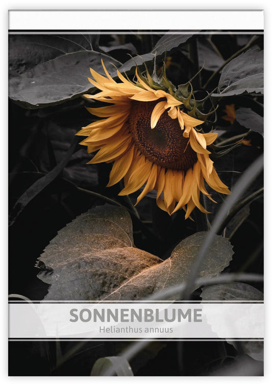 Sonnenblume Für Werbezwecke (100 Tütchen)