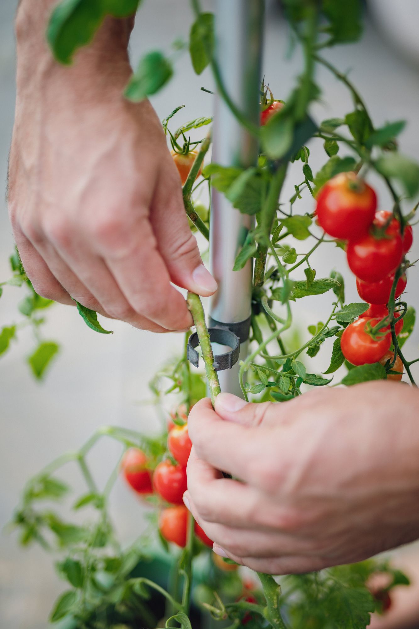 TOMATO BUDDY Tomatenrankhilfe