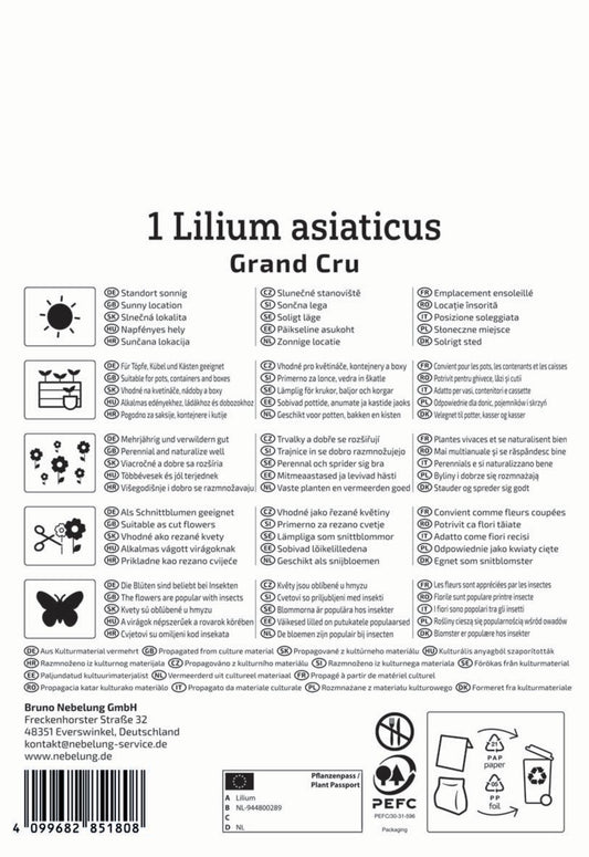 Asiatische Lilie Grand Cru (1 Stück)