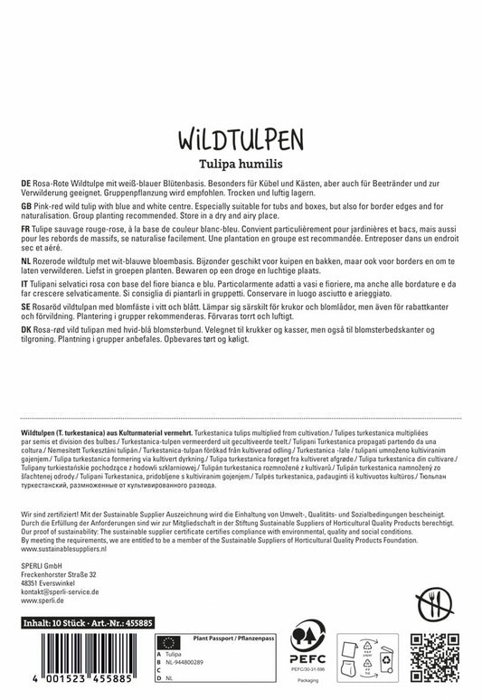 Wildtulpe Little Beauty (10 Stück)
