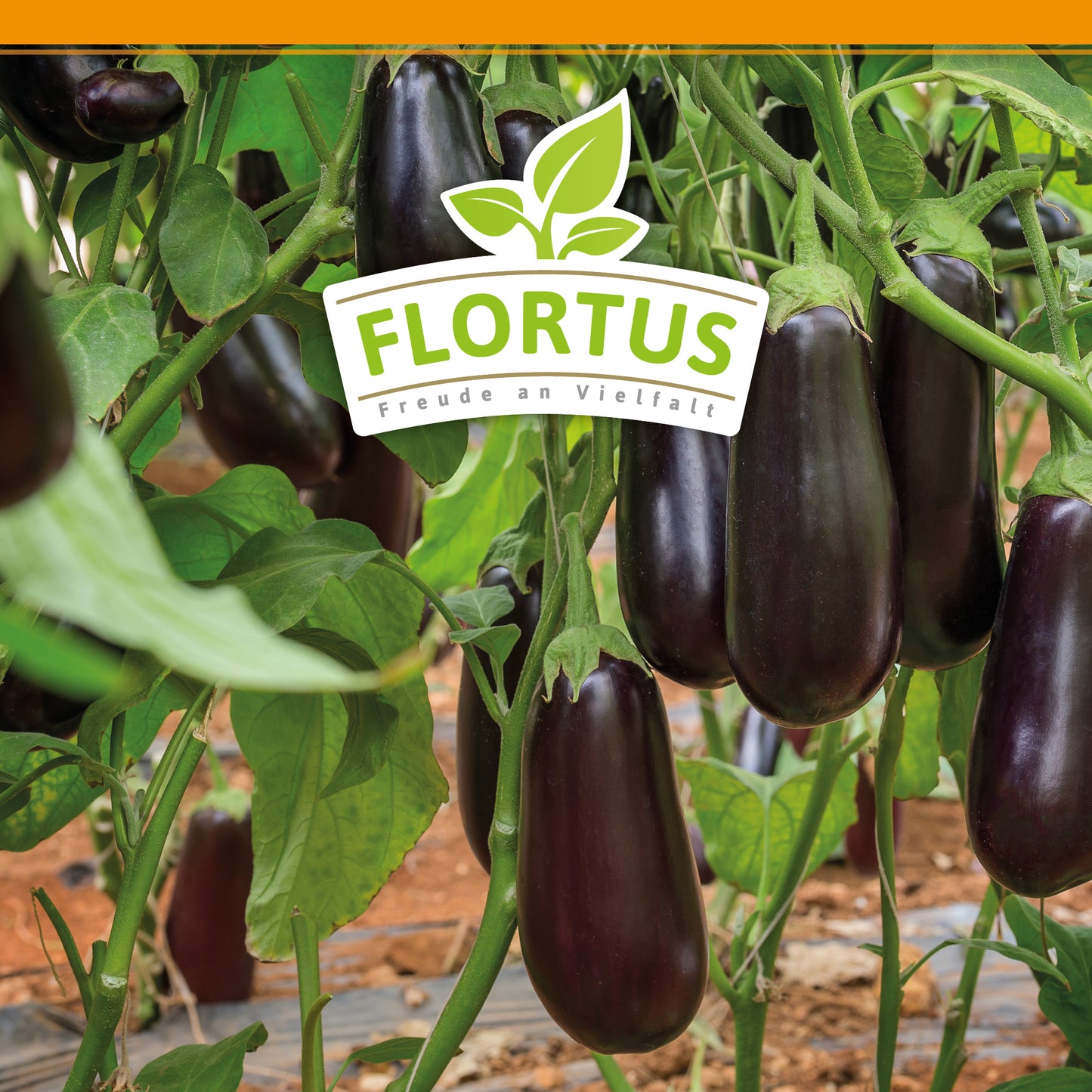 Aubergine Black Beauty