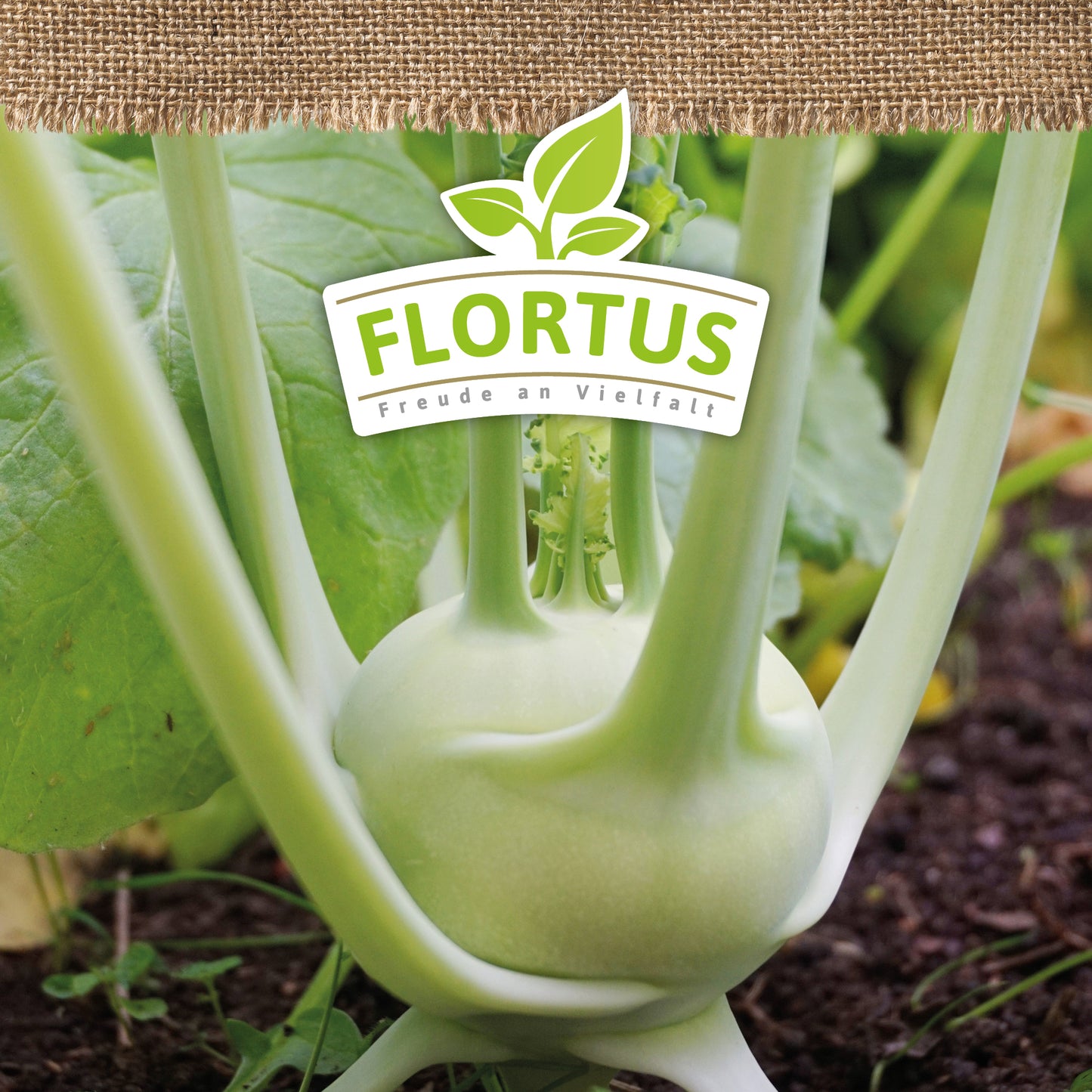 BIO Kohlrabi Superschmelz