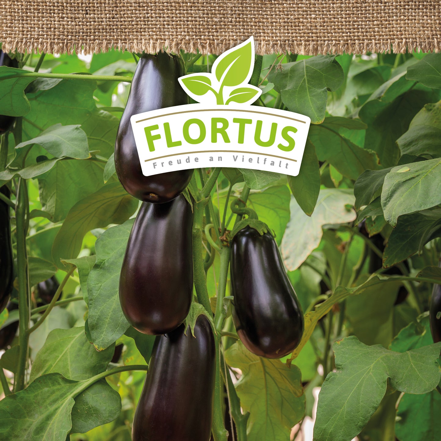 BIO Aubergine Violetta Lunga 3