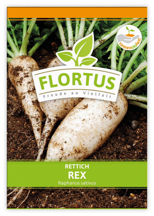 Rettich Rex (100 Stück)