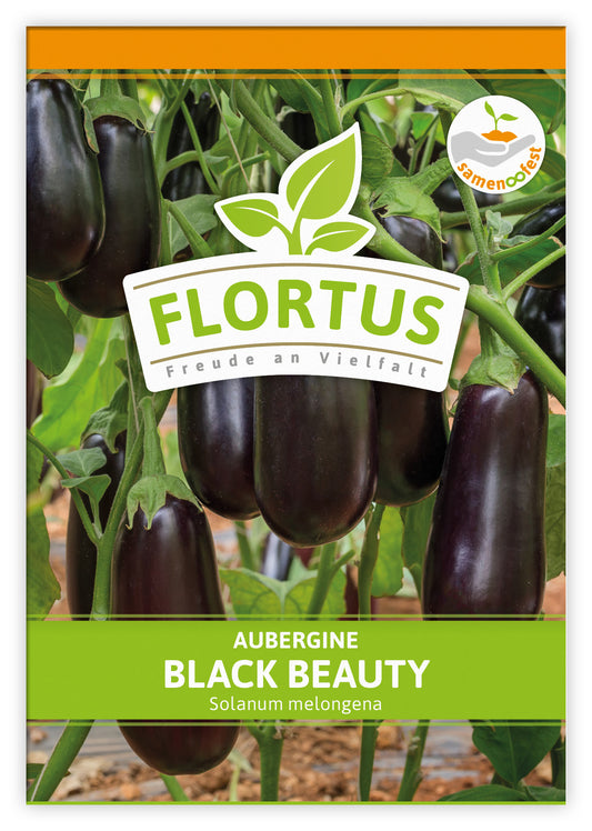 Aubergine Black Beauty (100 Stück)