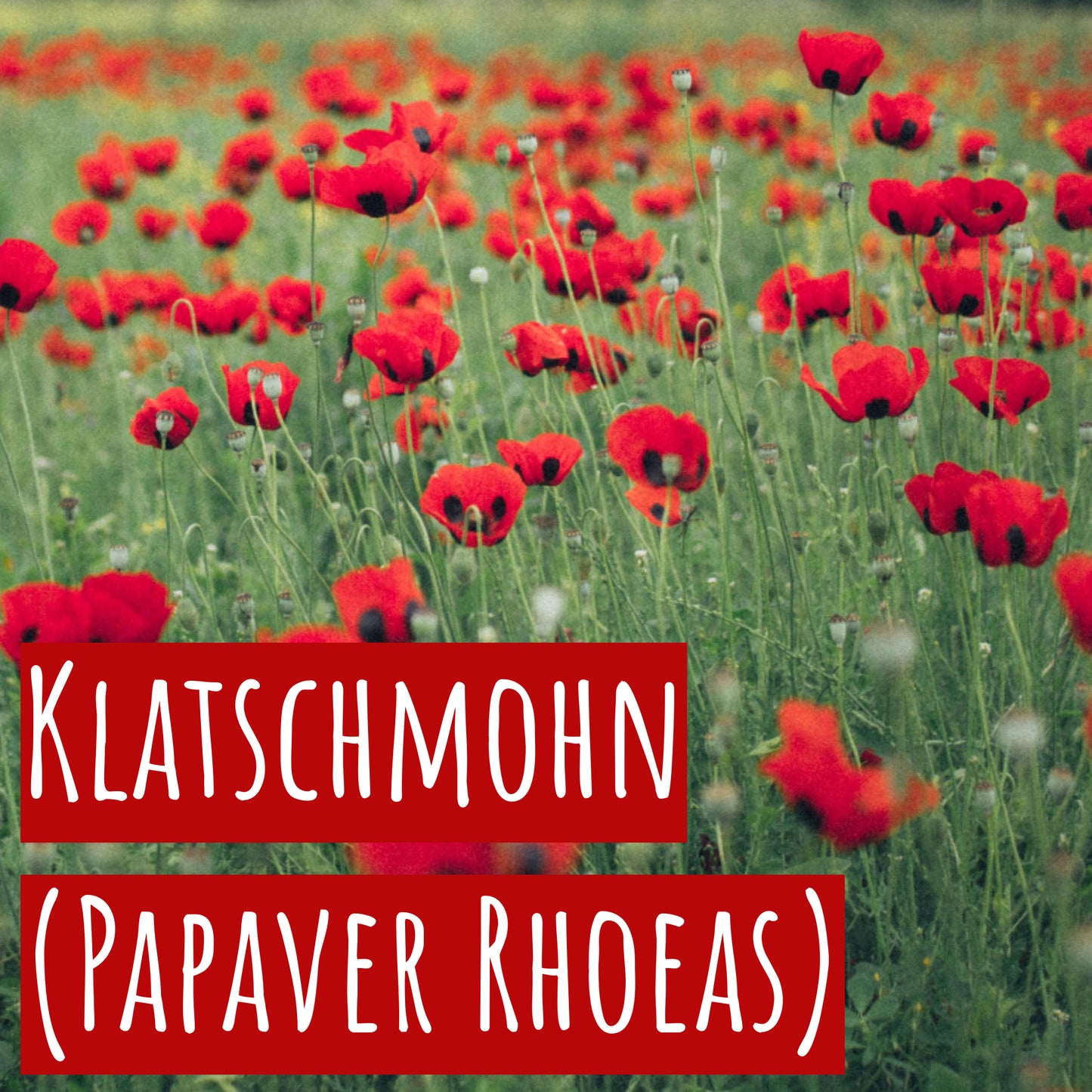 Mohnwiese Klatschmohn (3 G)