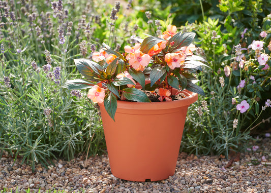 30 Cm Blumentopf Rund Terrakotta