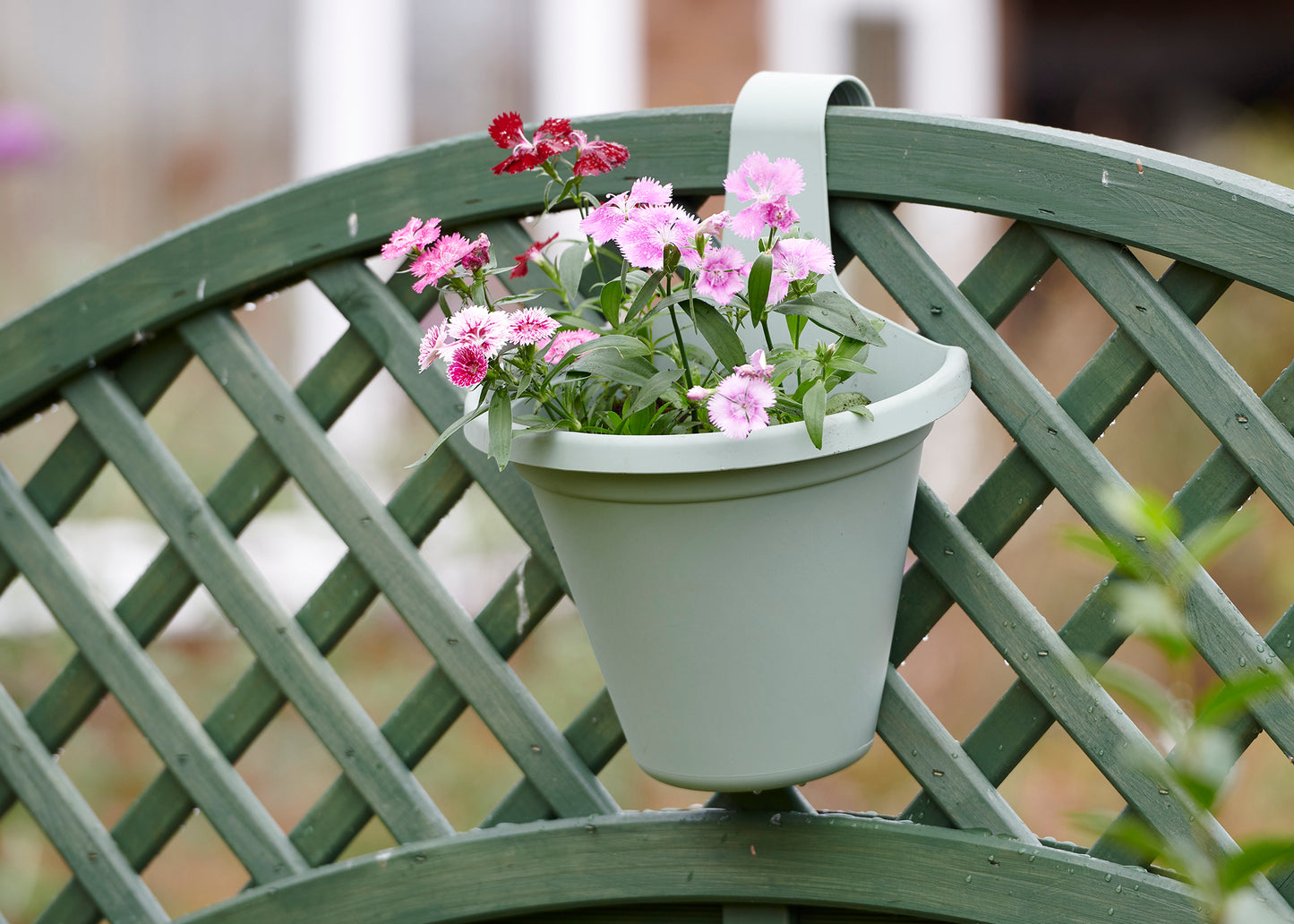 Hängeblumentopf Salbei