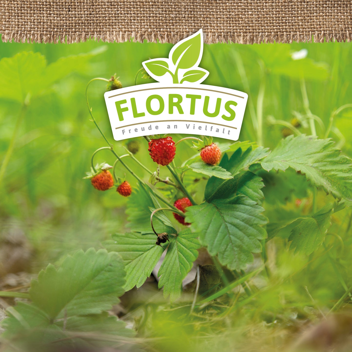 BIO Monatserdbeere Rügen