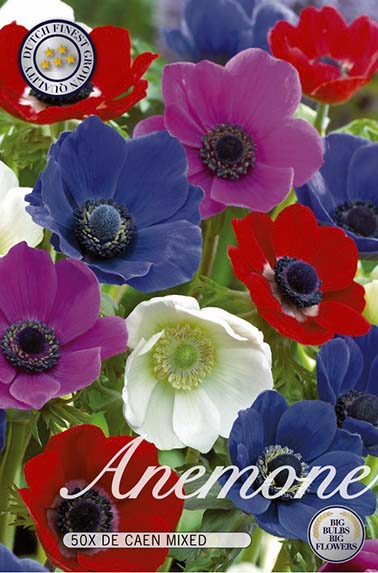 Anemone The Caen Mix (50 Stück)