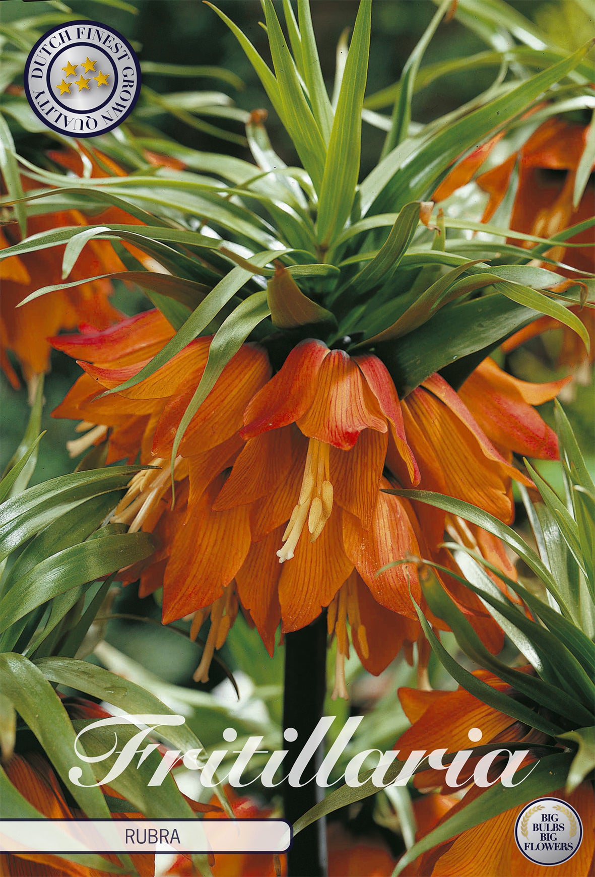 Fritillaria Rubra (2 Stück)