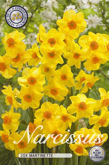 Narzisse Martinette (20 Stück)