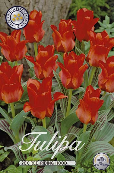 Tulpe Red Riding Hood (20 Stück)