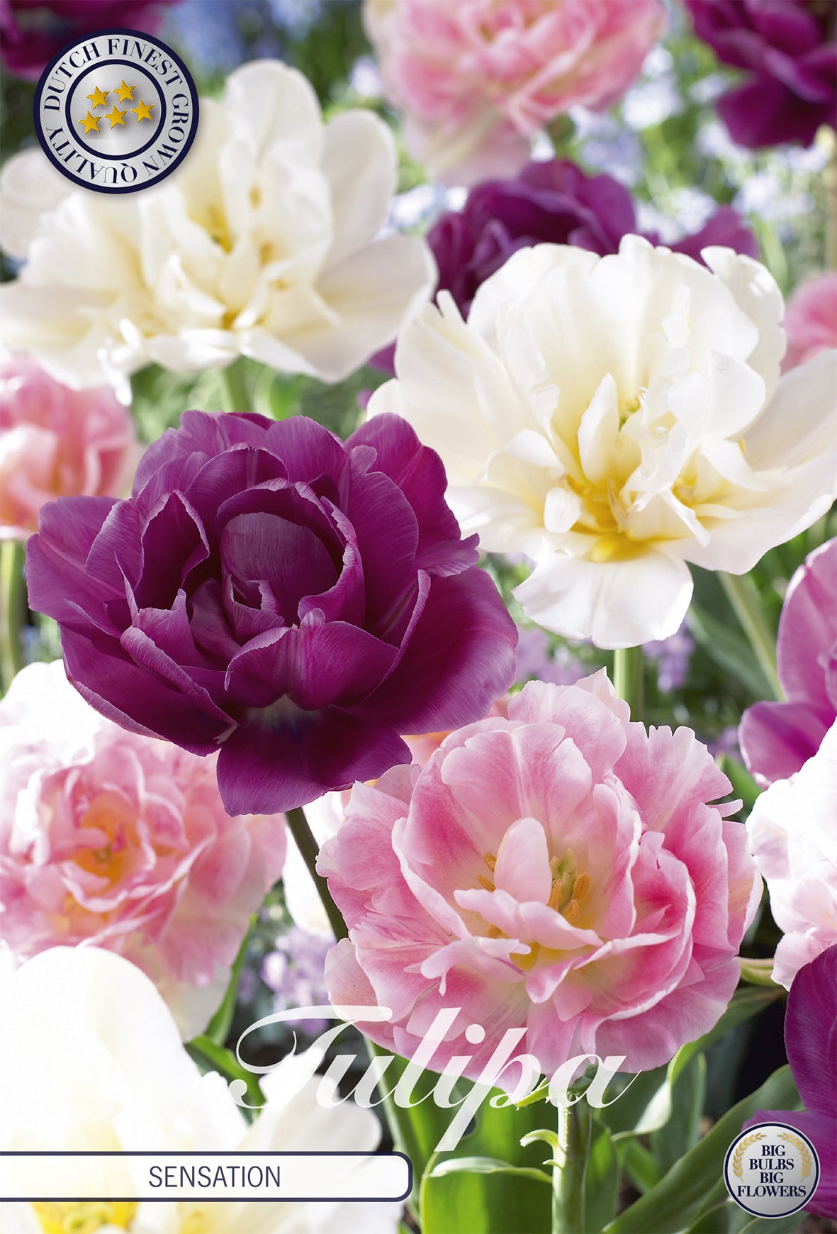 Tulpe Sensation (12 Stück)