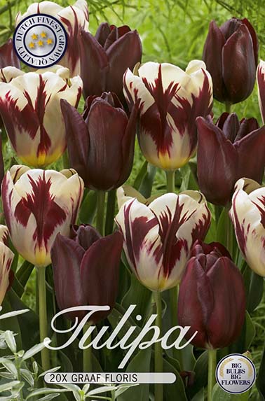 Tulpe Graaf Floris (20 Stück)