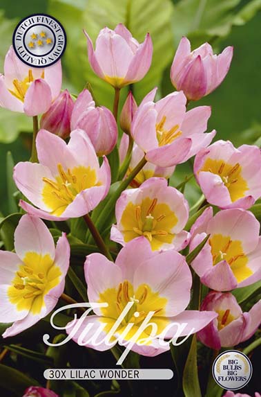 Tulpe Lilac Wonder (30 Stück)