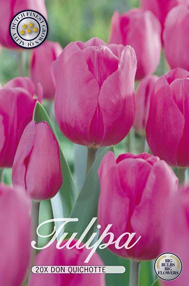 Tulpe Don Quichotte (20 Stück)
