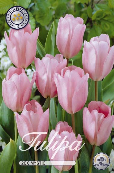 Tulpe Mystic (20 Stück)