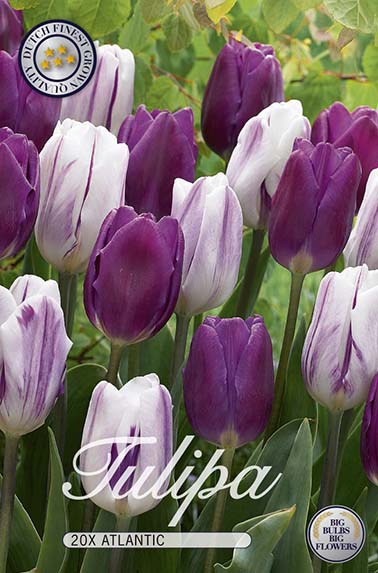 Tulpe Atlantic (20 Stück)