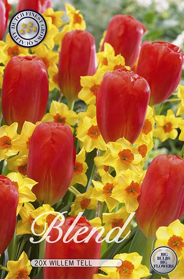 Tulpe/Narzisse Willem Tell (20 Stück)