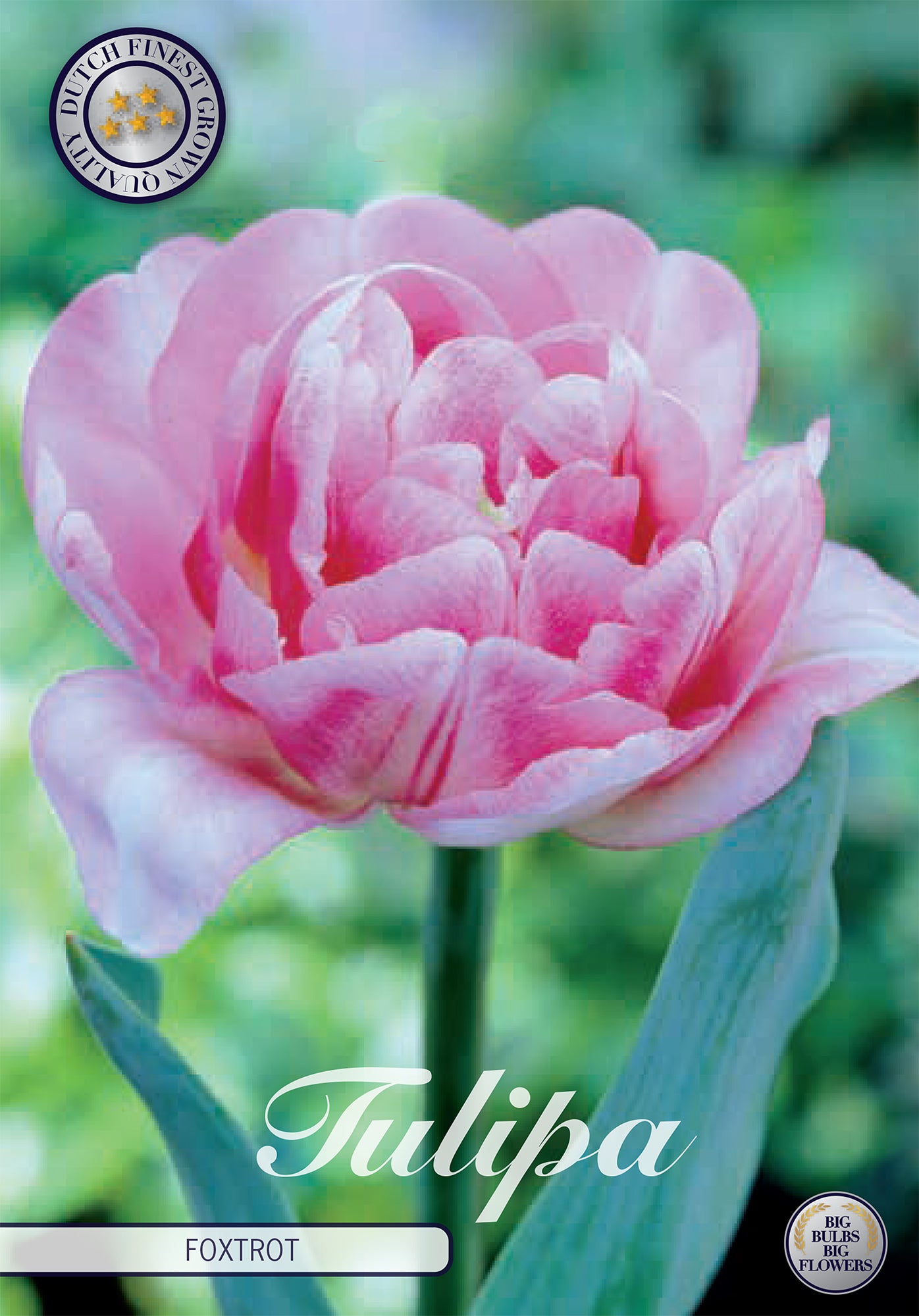 Tulpe Foxtrot (7 Stück)