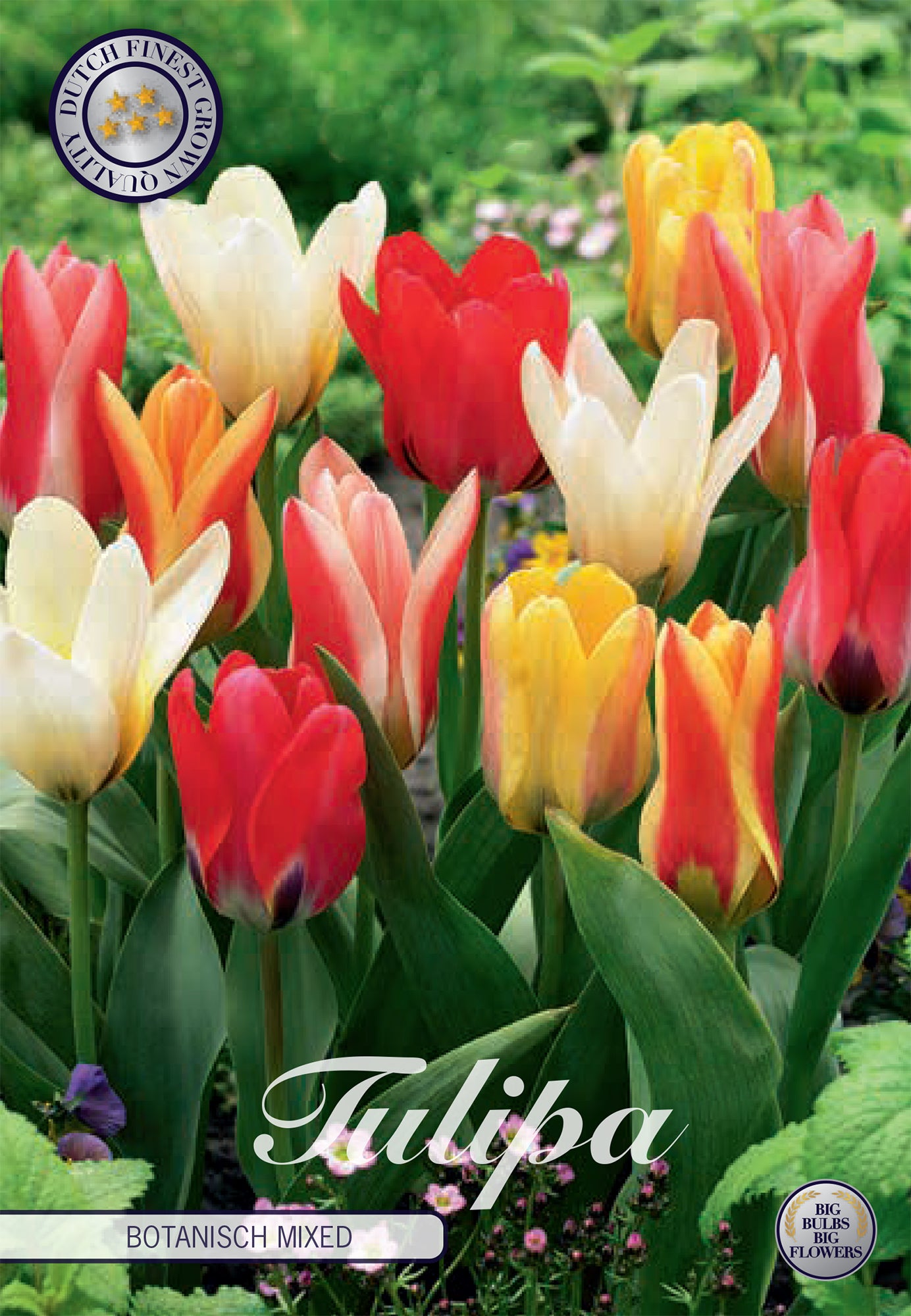 Tulpe Botanical Mix (10 Stück)