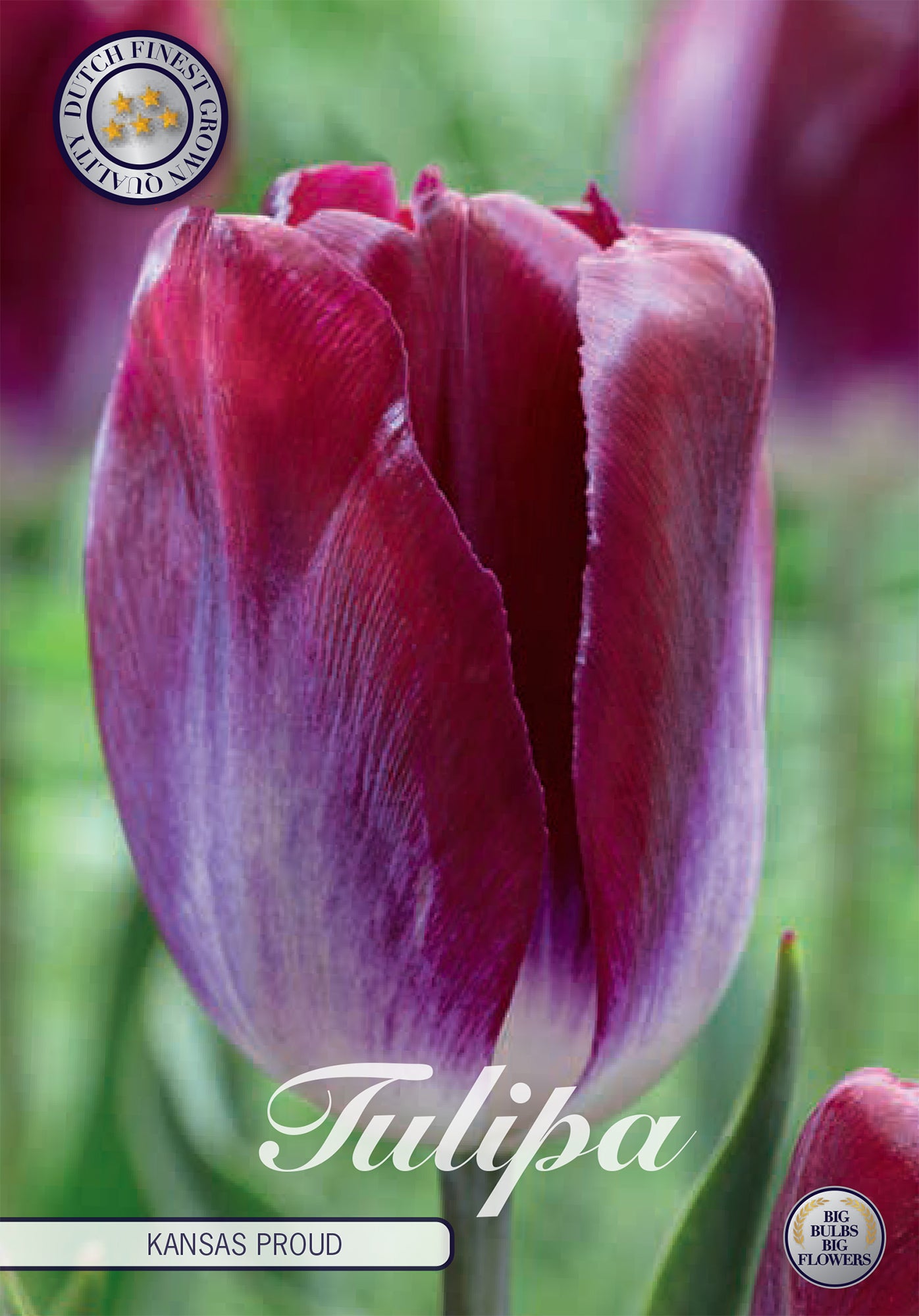 Tulpe Kansas Proud (10 Stück)