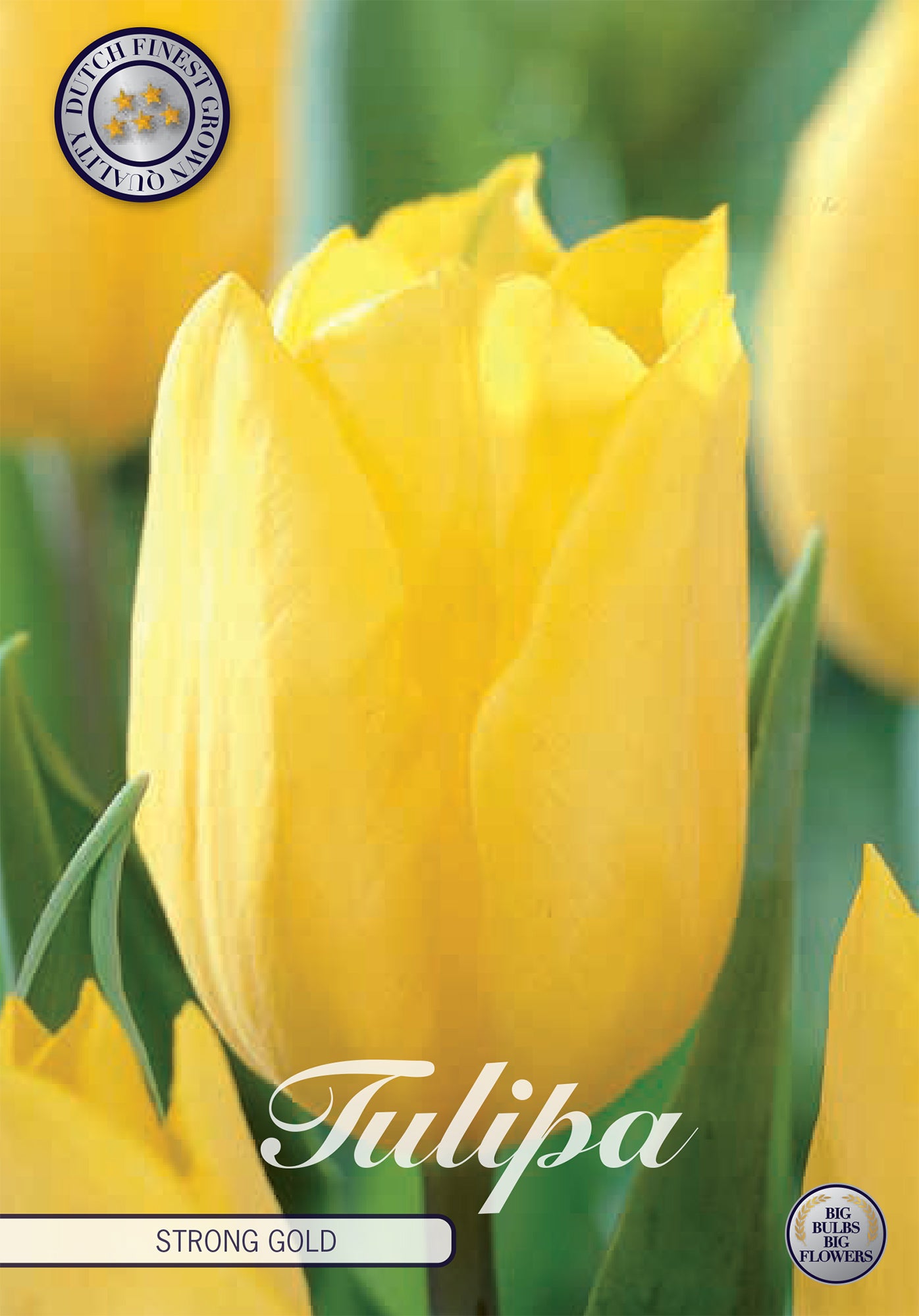 Tulpe Strong Gold (10 Stück)