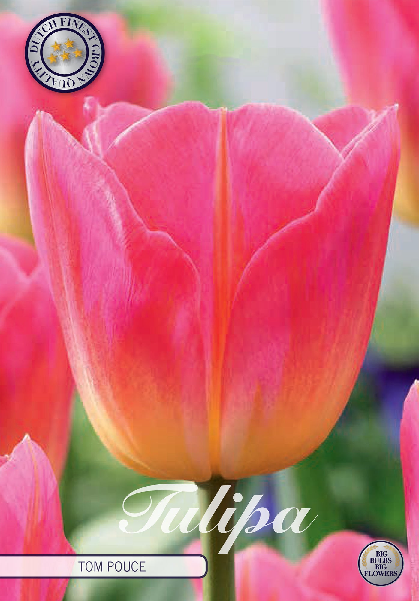 Tulpe Tom Pouce (7 Stück)