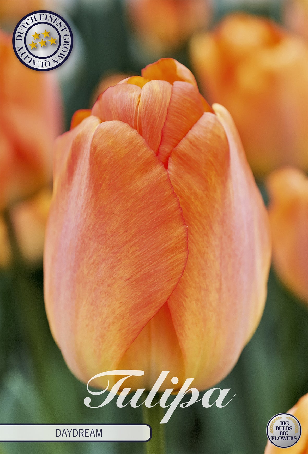 Tulpe Daydream (10 Stück)