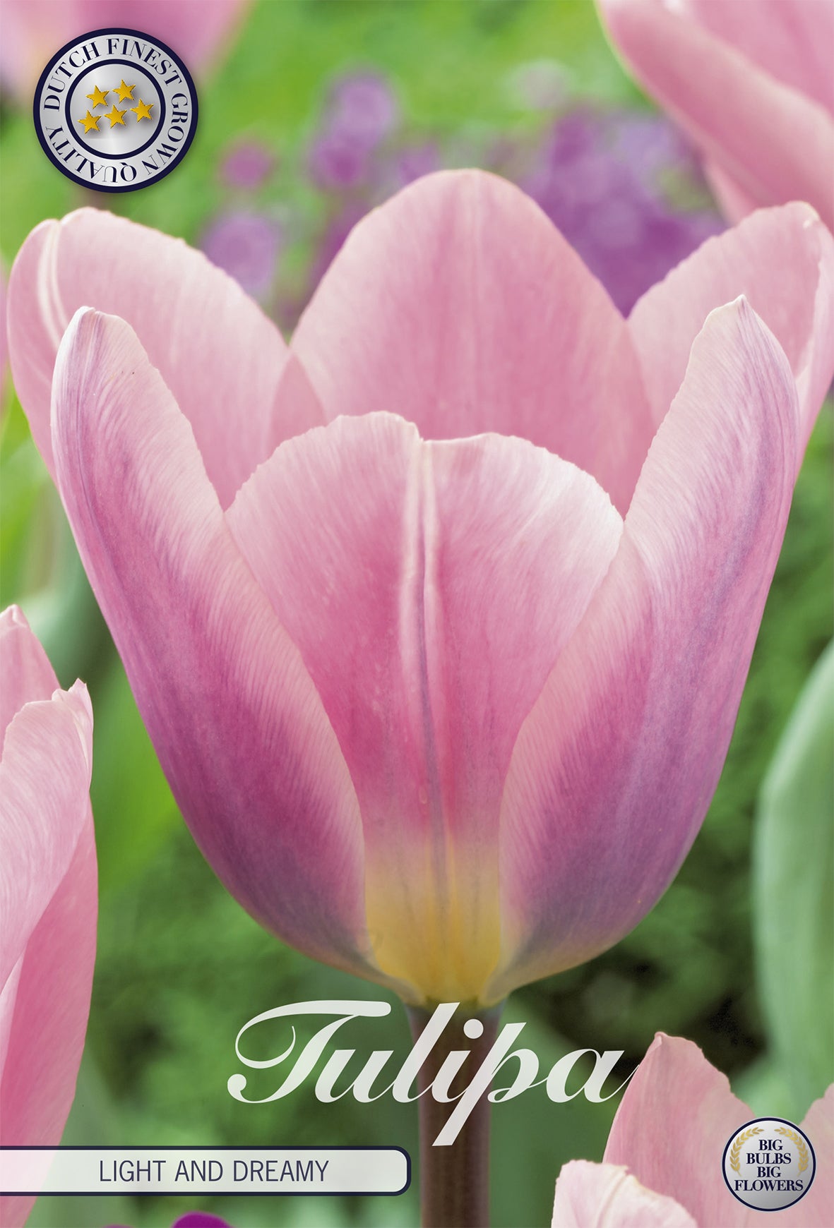 Tulpe Light And Dreamy (7 Stück)