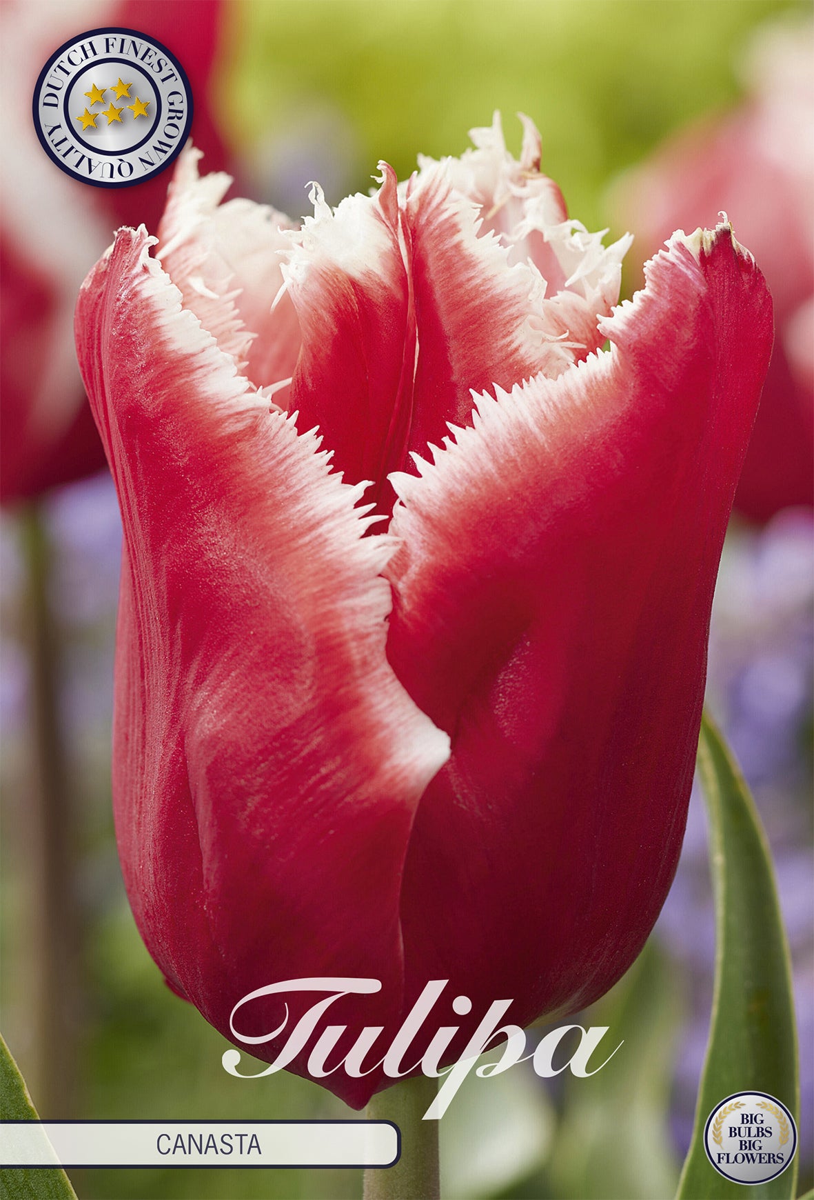 Tulpe Canasta (7 Stück)
