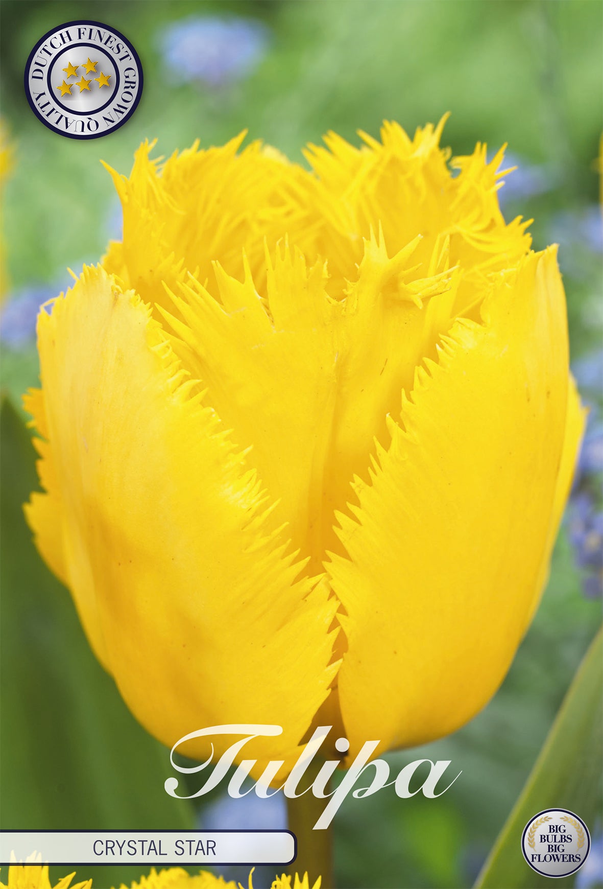 Tulpe Crystal Star (10 Stück)