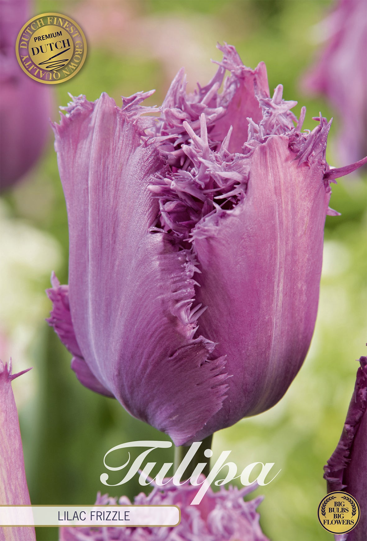 Tulpe Lilac Frizzle (7 Stück)