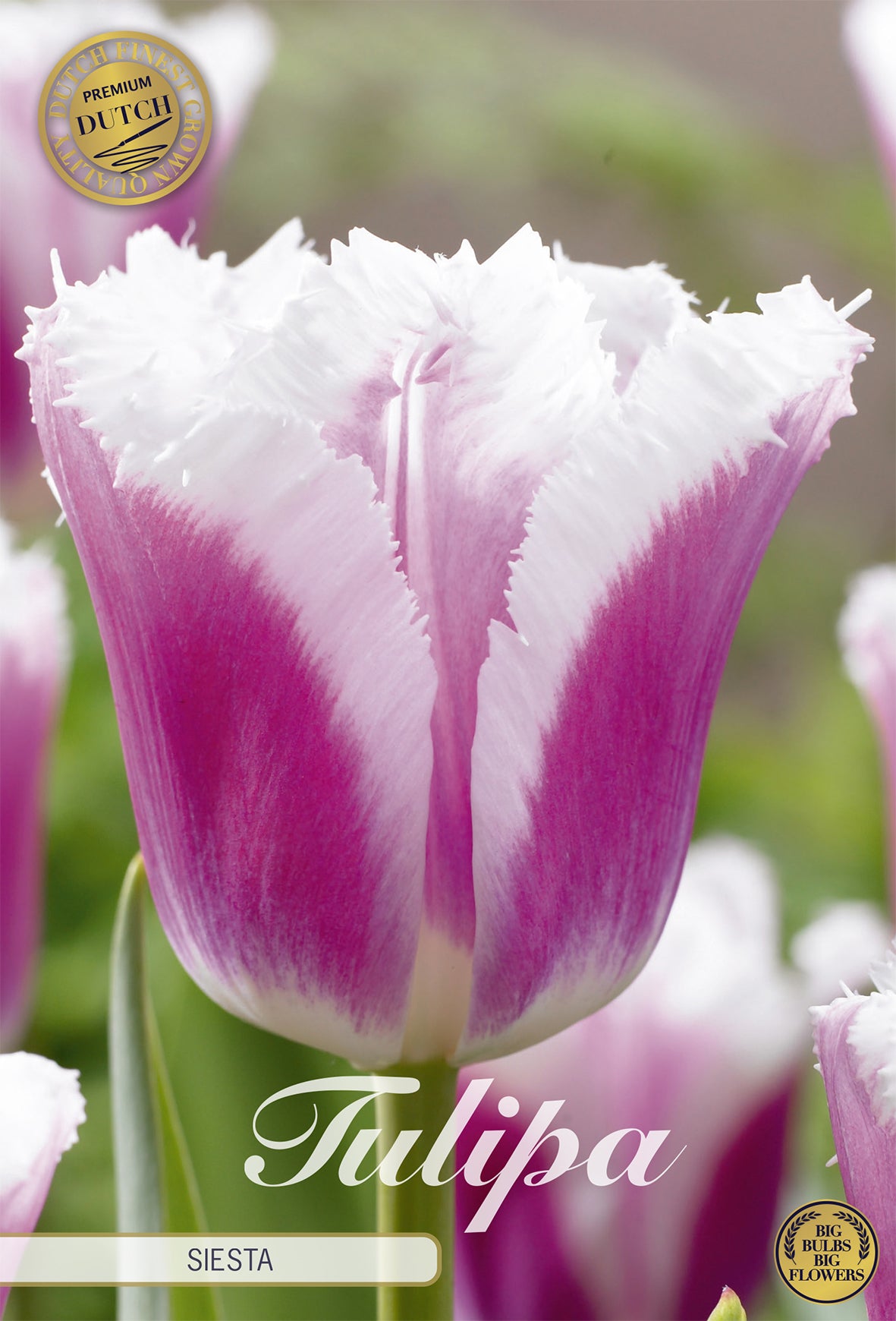 Tulpe Siesta (7 Stück)