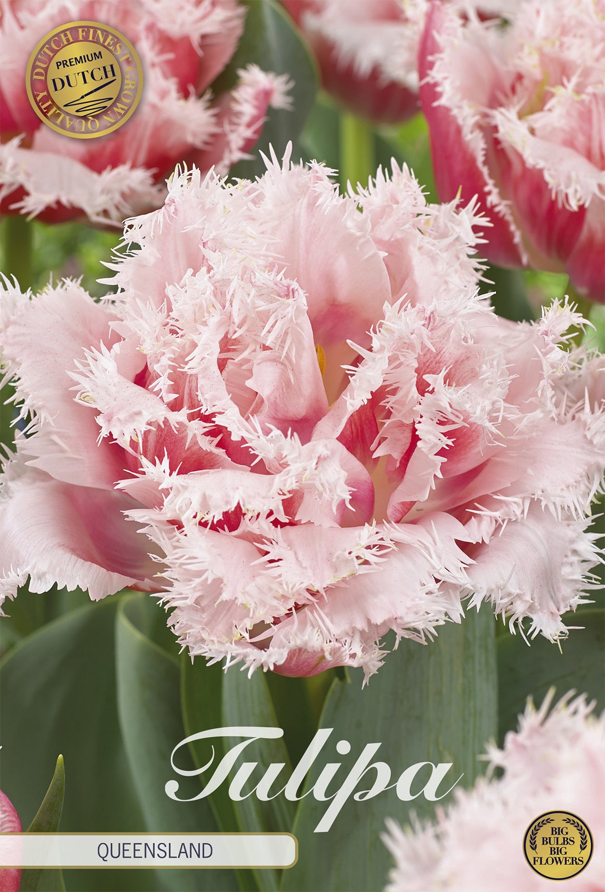 Tulpe Queensland (7 Stück)