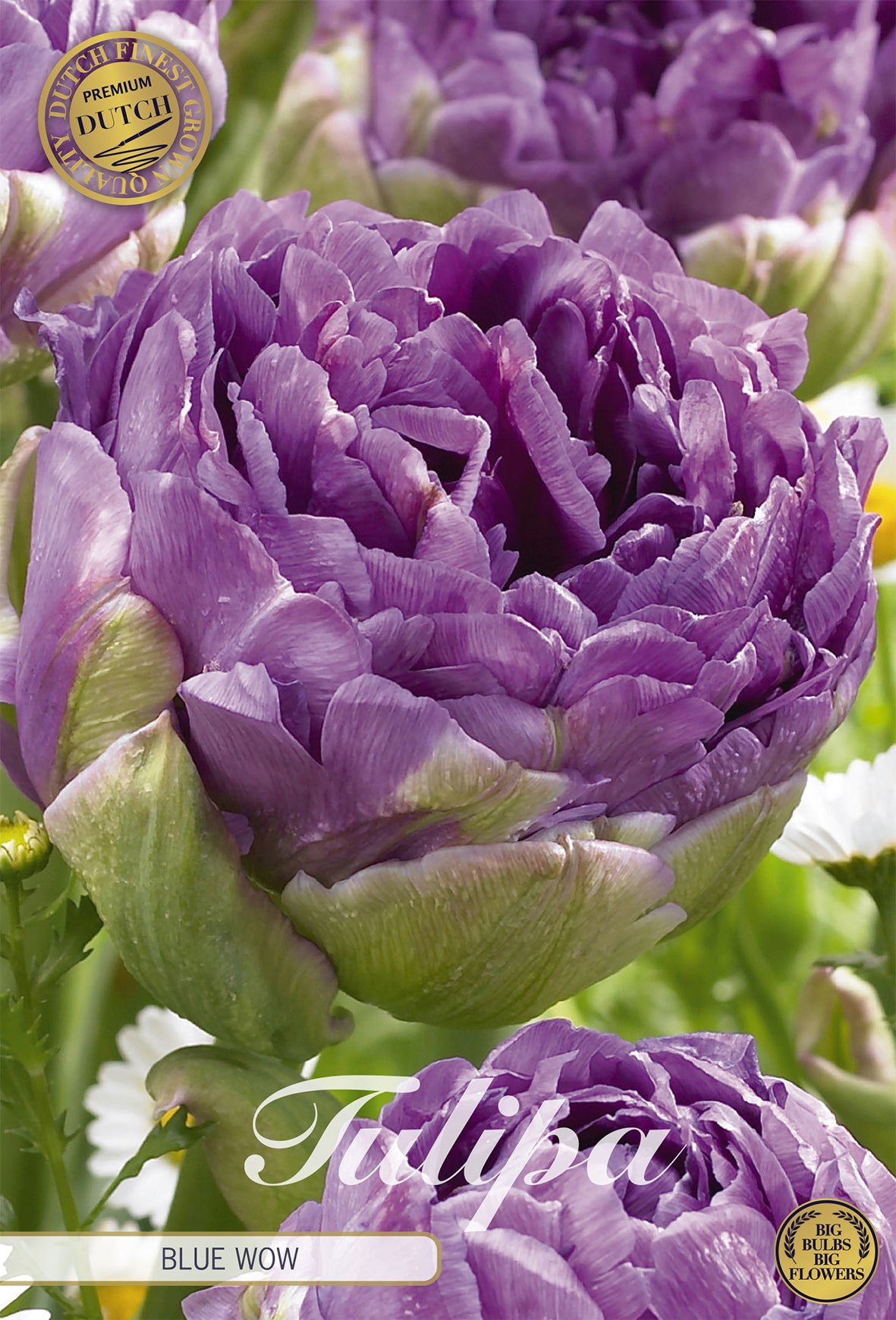 Tulpe Blue Wow (7 Stück)
